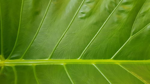 Full frame shot of green leaves