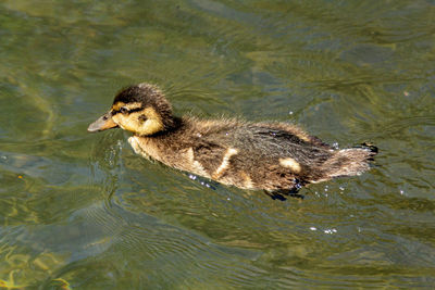 Duck swimming in lake