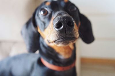 Close-up portrait of dog