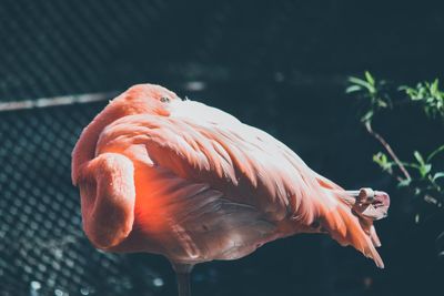 Close-up of parrot