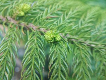 Close-up of leaves