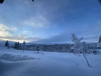 Trees on snow covered field against sky