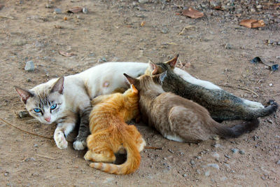 High angle view of cats resting