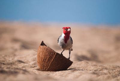 Close-up of bird on the beach