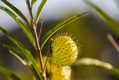 Close-up of plant