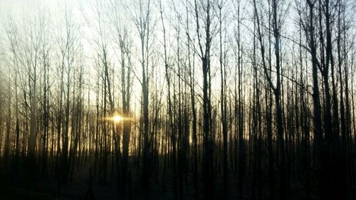 Bare trees in forest