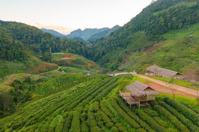 Scenic view of agricultural field against mountains