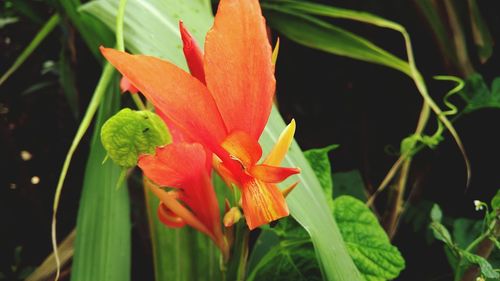 Close-up of orange day lily blooming outdoors