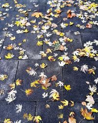 Full frame shot of leaves