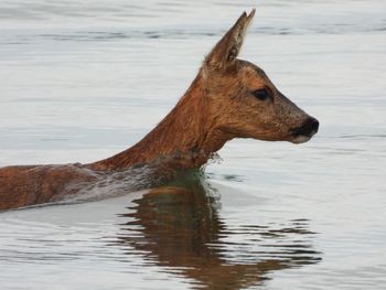 Deer swimming