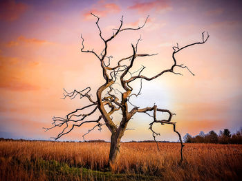 Bare tree on field against sky during sunset