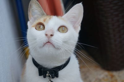 Close-up portrait of white cat