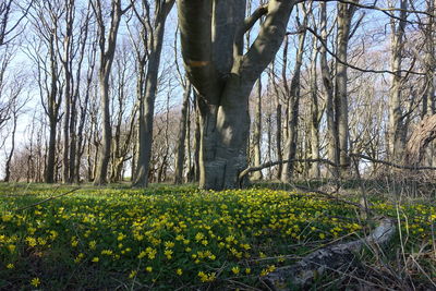 Trees and plants growing on field in forest