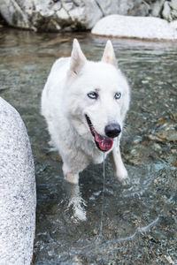 Portrait of dog