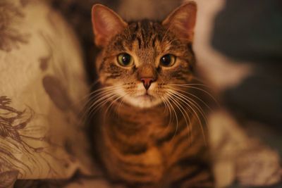 Close-up portrait of kitten sitting