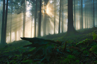 Trees in forest