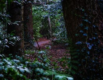 Trees growing in forest