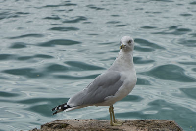 Close-up of bird perching on water