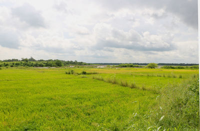 Scenic view of field against sky