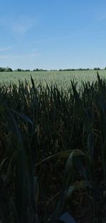 Crops growing on field against sky
