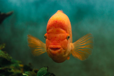 Close-up of fish swimming in aquarium