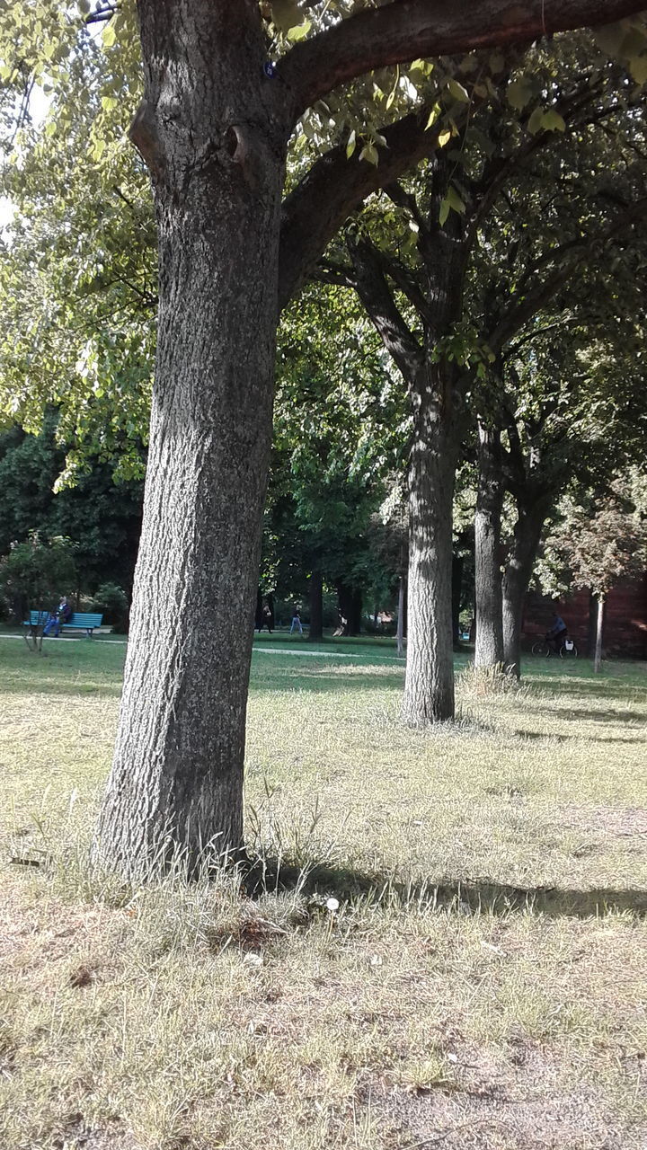 TREES ON GRASS