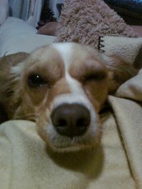 Close-up of a dog sleeping