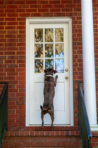 Dog standing by window