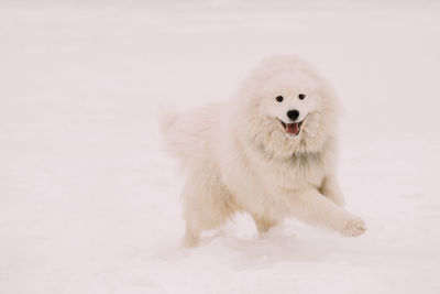 Dog standing on snow