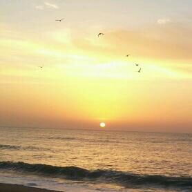 sea, sunset, horizon over water, bird, flying, water, scenics, animal themes, sky, beauty in nature, orange color, tranquil scene, animals in the wild, wildlife, tranquility, nature, idyllic, sun, waterfront, one animal