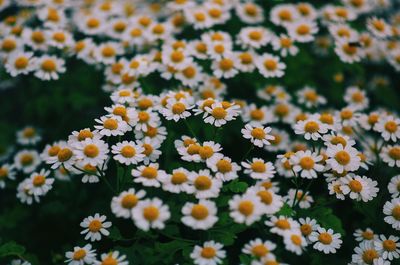 Close-up of flowers blooming in field