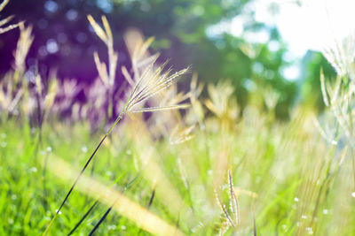 Close-up of plant on field