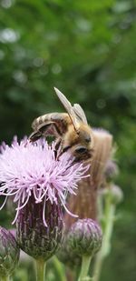 Close-up of bee pollinating on flower