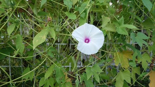 High angle view of white flowers blooming on field