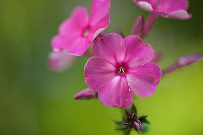 Close-up of pink flowers