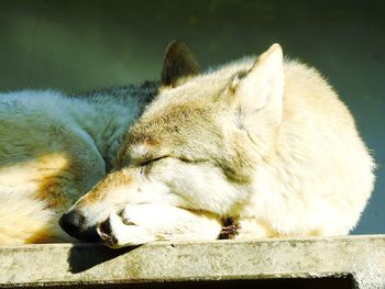Close-up of wolf relaxing outdoors