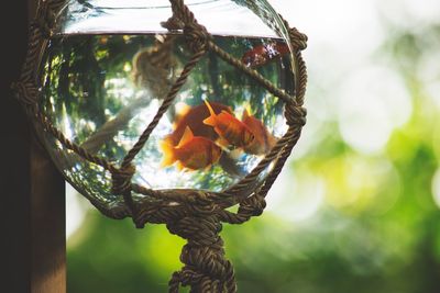 Close-up of gold fish in a bowl