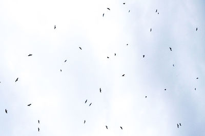 Low angle view of birds flying in sky