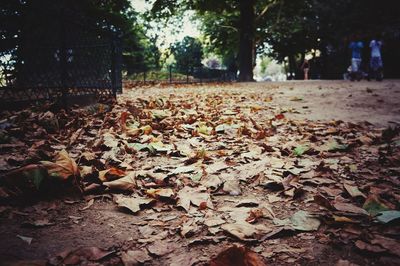Autumn leaves on tree