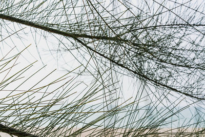 Low angle view of bare tree against sky