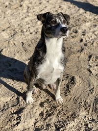 Portrait of dog sitting on sand