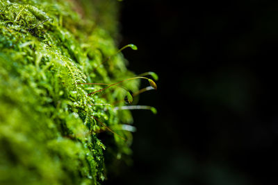 Close-up of fresh green plant