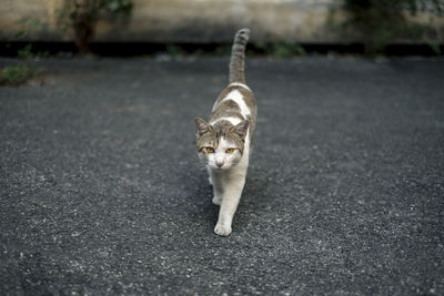 Portrait of cat walking on street