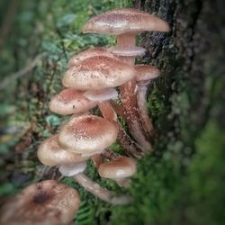 Mushrooms growing in forest