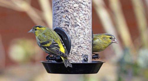 Close-up of parrot perching on a bird feeder