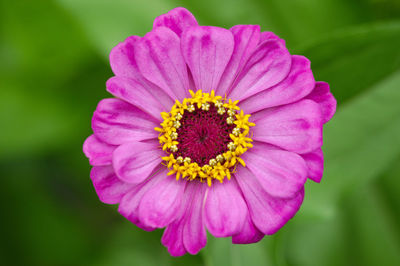 Close-up of pink flower