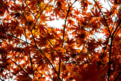 Low angle view of autumnal trees