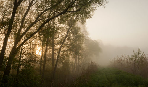 Trees in forest during foggy weather