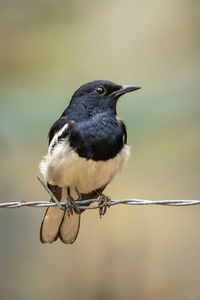 Image of oriental magpie robin on the barbed wire on nature background. birds. animals.