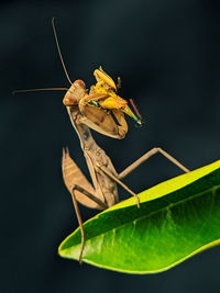 Close-up of insect on leaf